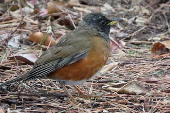 Brown-headed Thrush(orii) Kasai Rinkai Park Sun, 2/25/2024