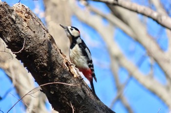 アカゲラ 秋ヶ瀬公園 2024年2月26日(月)