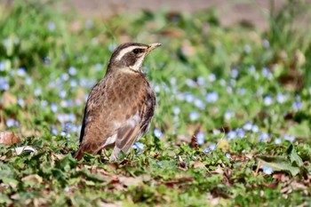 ツグミ 秋ヶ瀬公園 2024年2月26日(月)