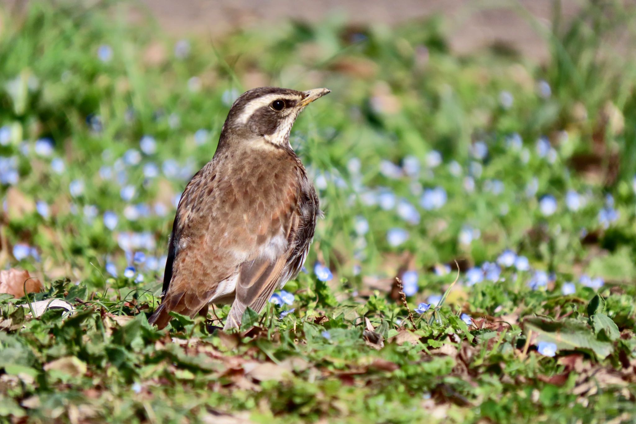 秋ヶ瀬公園 ツグミの写真 by 中学生探鳥家