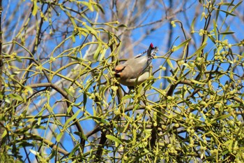 2024年2月26日(月) 秋ヶ瀬公園の野鳥観察記録