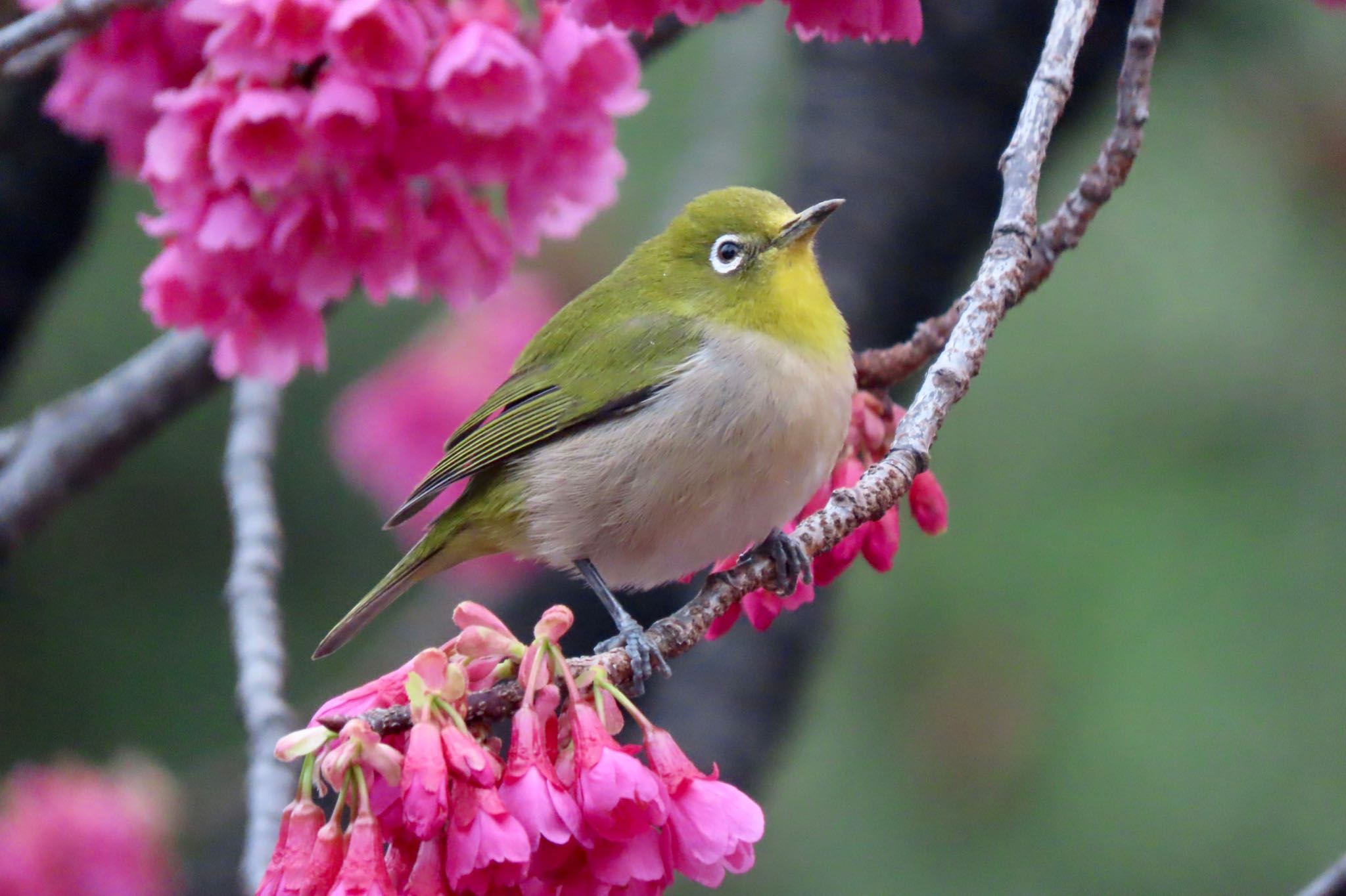 皇居 メジロの写真 by 中学生探鳥家