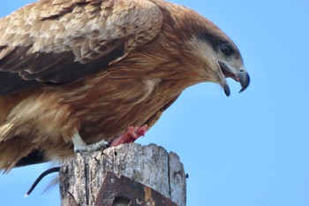 Black Kite 城ヶ島 Fri, 3/8/2024