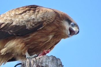 Black Kite 城ヶ島 Fri, 3/8/2024