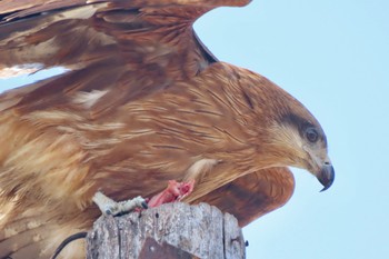 Black Kite 城ヶ島 Fri, 3/8/2024