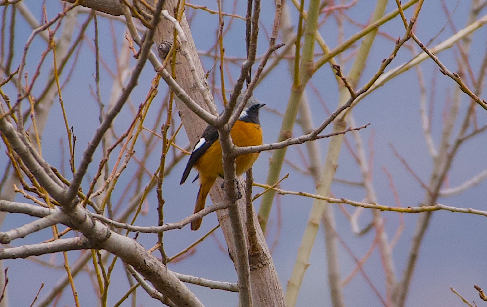 Photo of Daurian Redstart at 恩智川治水緑地 by アルキュオン