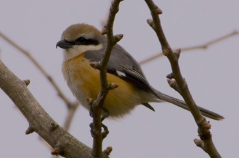 Bull-headed Shrike 恩智川治水緑地 Tue, 3/19/2024