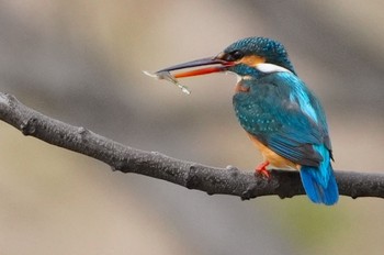 Common Kingfisher 恩智川治水緑地 Tue, 3/19/2024