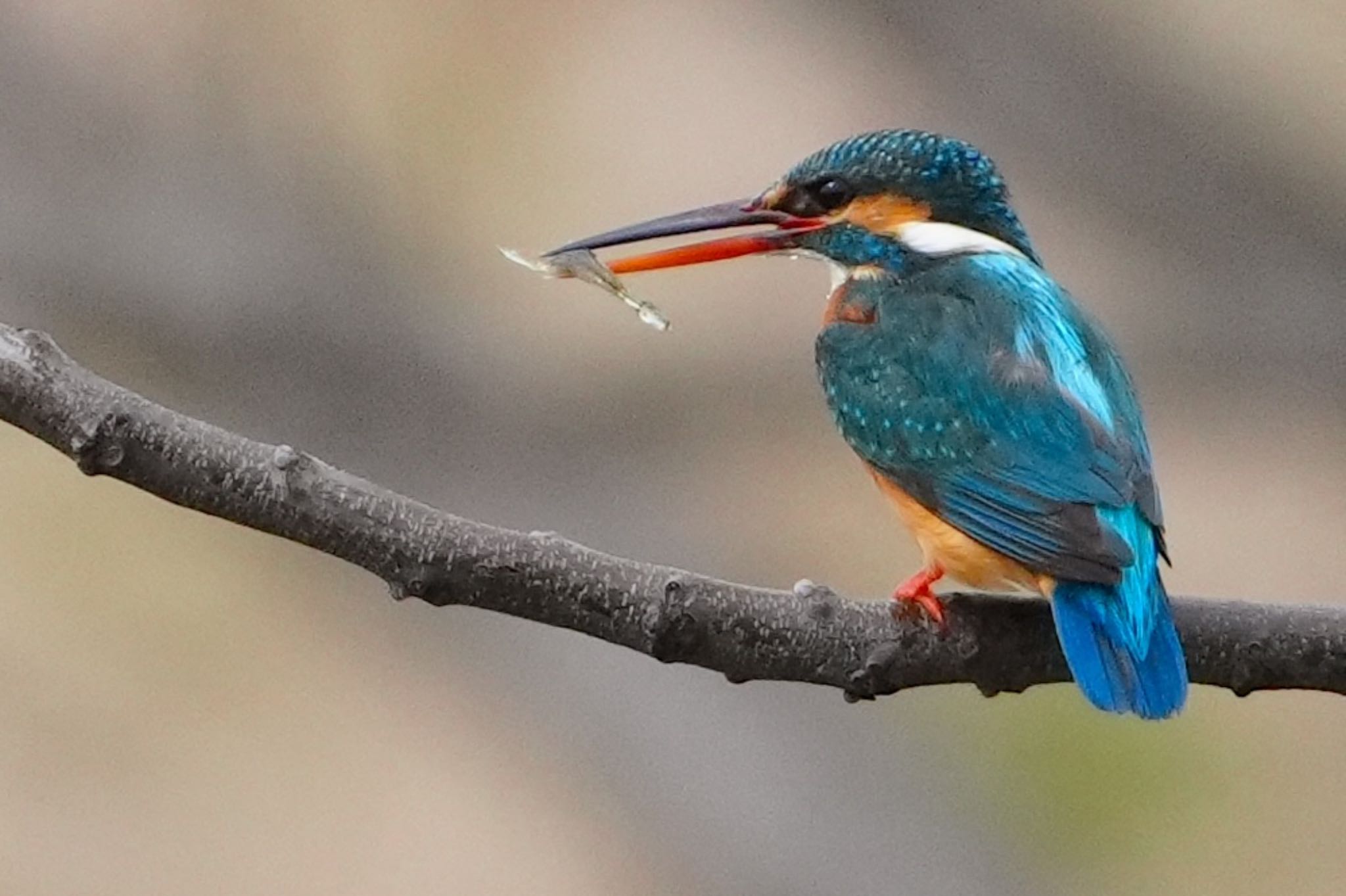 Photo of Common Kingfisher at 恩智川治水緑地 by アルキュオン