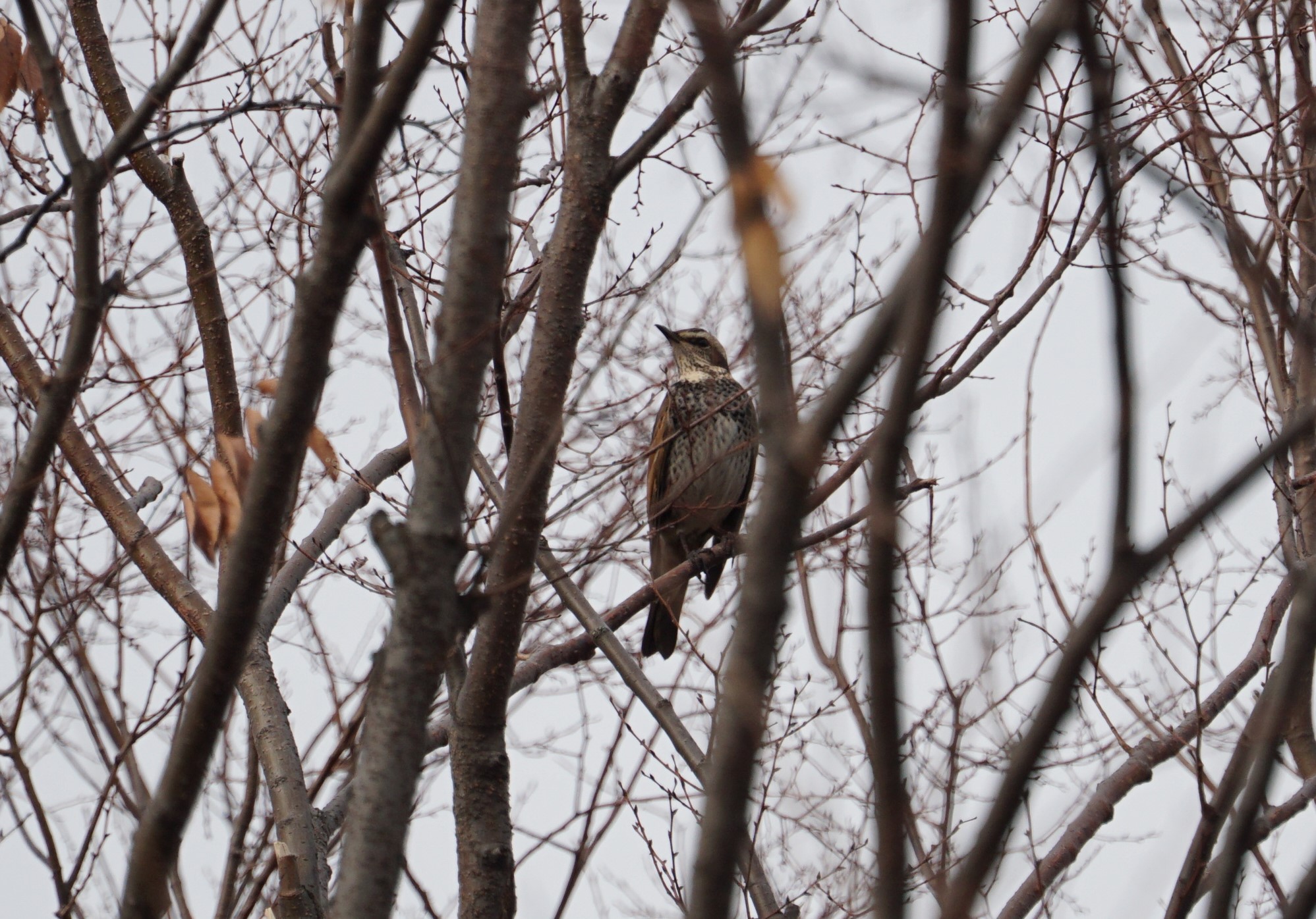 Dusky Thrush