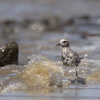 Pacific Golden Plover Daijugarami Higashiyoka Coast Tue, 9/13/2022