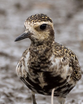 Pacific Golden Plover 熊本 Mon, 9/5/2022