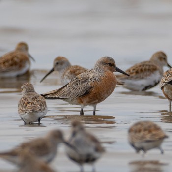 Red Knot Daijugarami Higashiyoka Coast Mon, 4/18/2022