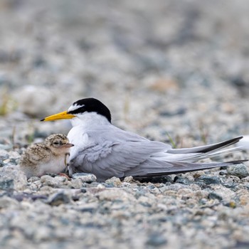 Little Tern 熊本 Wed, 6/1/2022