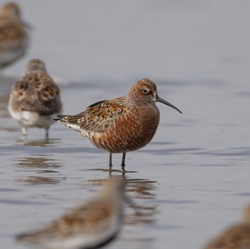 Curlew Sandpiper Daijugarami Higashiyoka Coast Mon, 4/18/2022