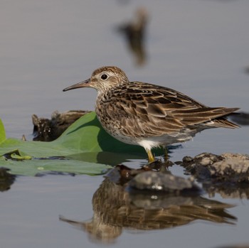 Sharp-tailed Sandpiper 熊本 Mon, 8/29/2022