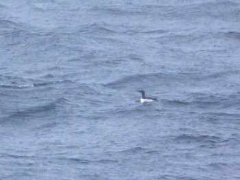 Thick-billed Murre 大洗-苫小牧航路 Fri, 3/15/2024