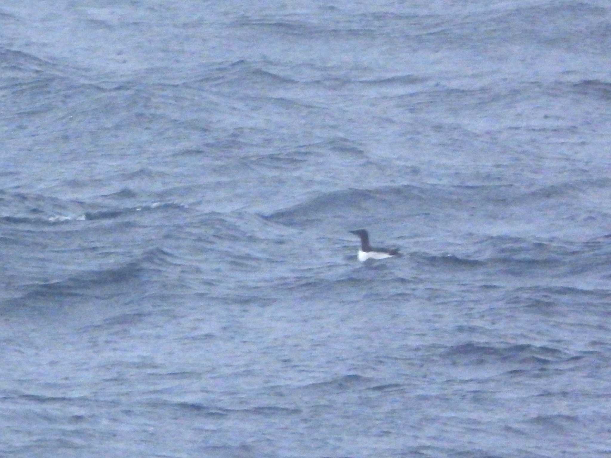 Photo of Thick-billed Murre at 大洗-苫小牧航路 by 𝕲𝖗𝖊𝖞 𝕳𝖊𝖗𝖔𝖓