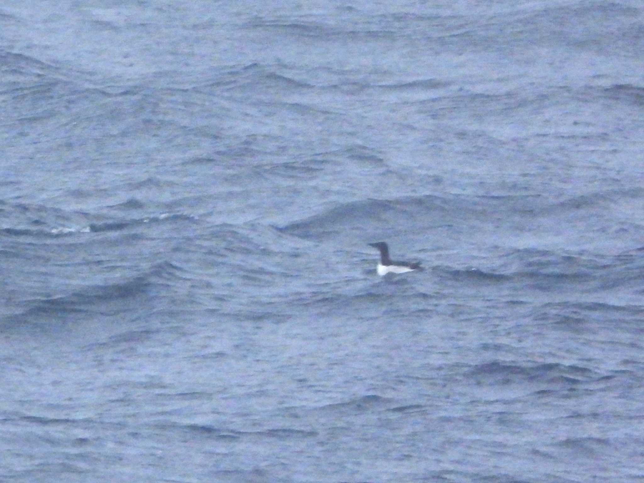 Thick-billed Murre