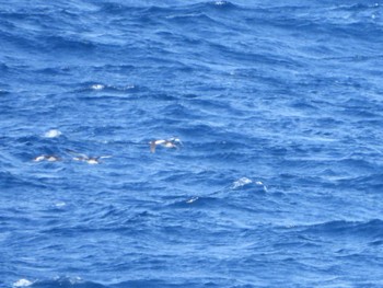 Red-necked Grebe 大洗-苫小牧航路 Fri, 3/15/2024