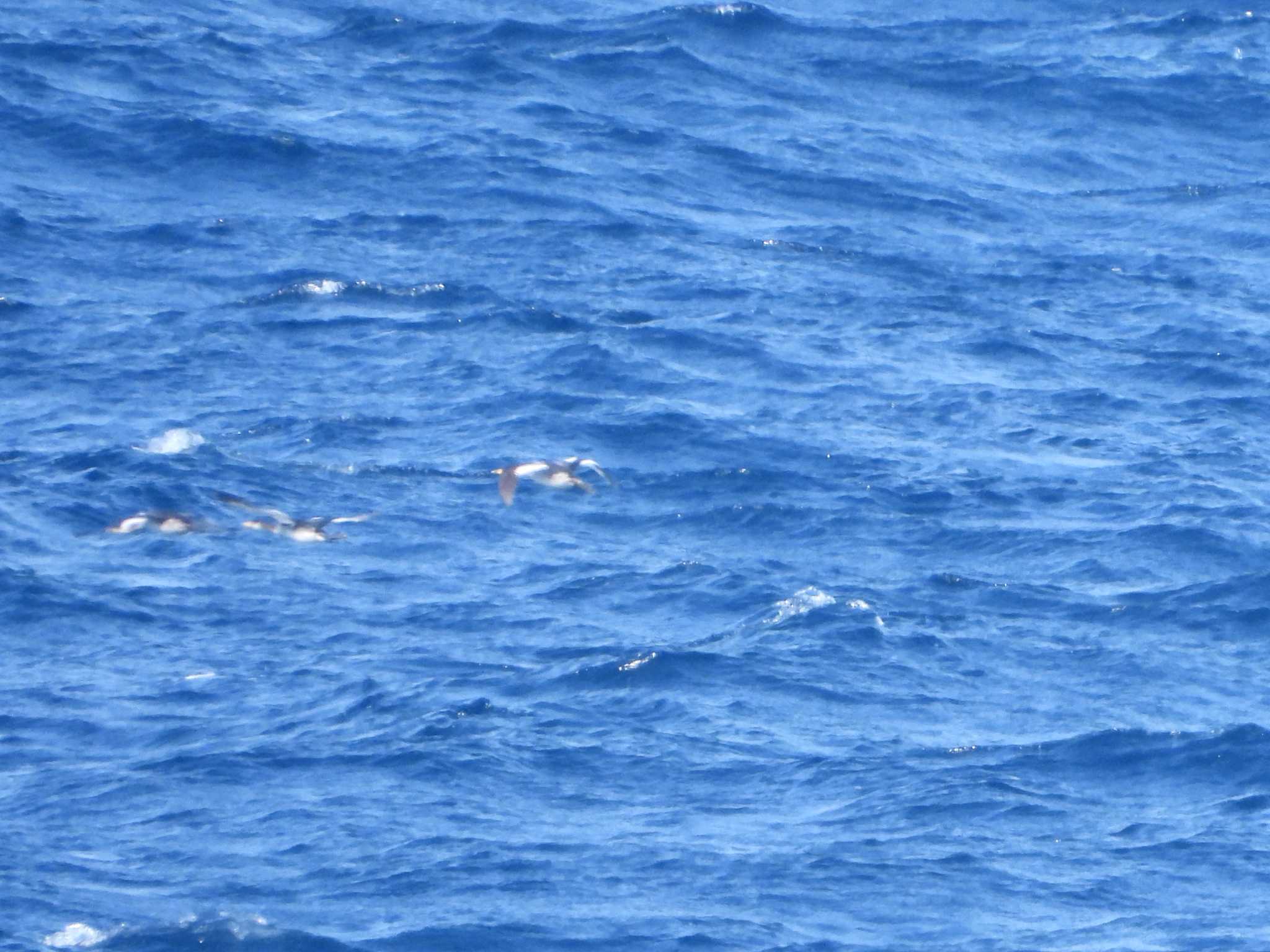 Red-necked Grebe