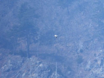 Short-tailed Albatross 大洗-苫小牧航路 Fri, 3/15/2024