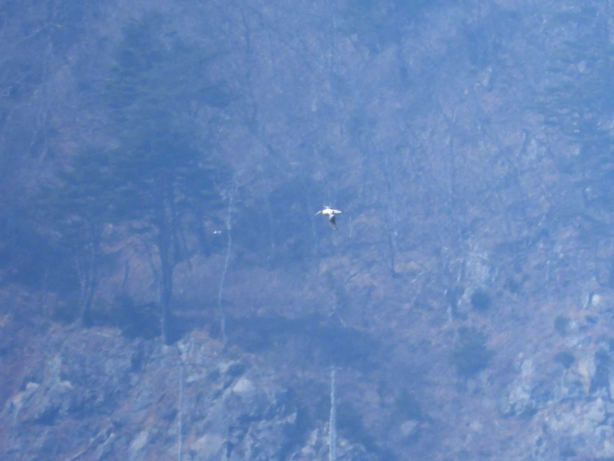 Photo of Short-tailed Albatross at 大洗-苫小牧航路 by 𝕲𝖗𝖊𝖞 𝕳𝖊𝖗𝖔𝖓