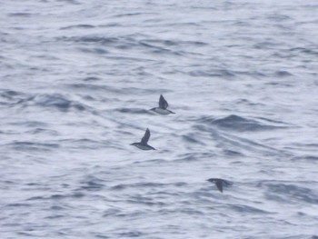 Thick-billed Murre 大洗-苫小牧航路 Fri, 3/15/2024