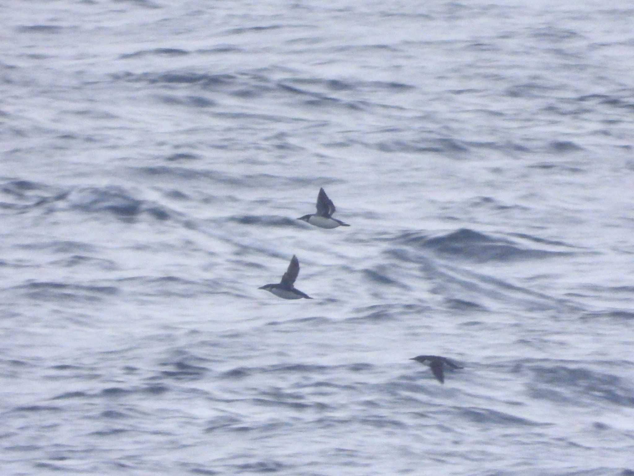 Thick-billed Murre