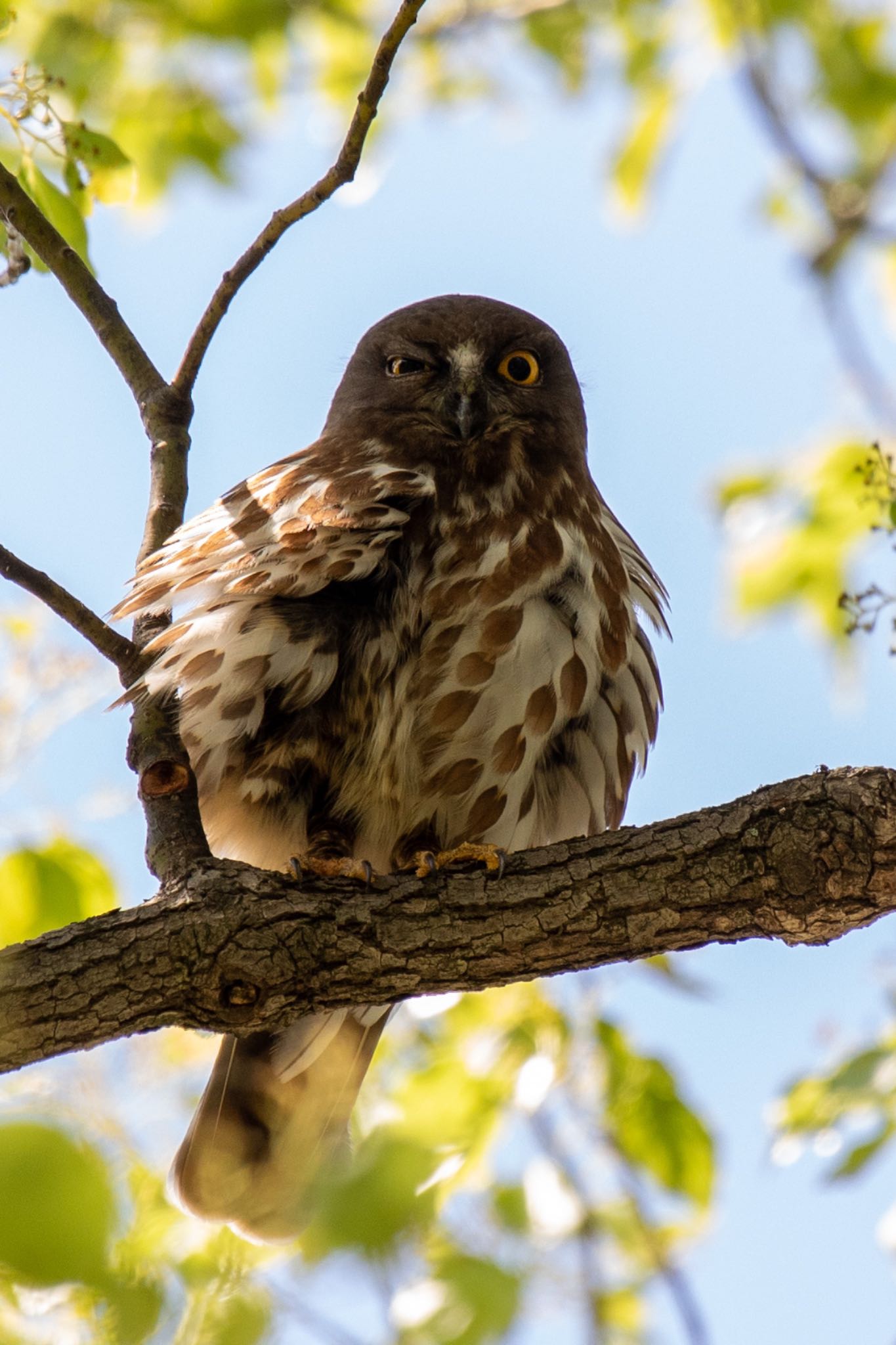 Photo of Northern Boobook at 福岡 by アグリ