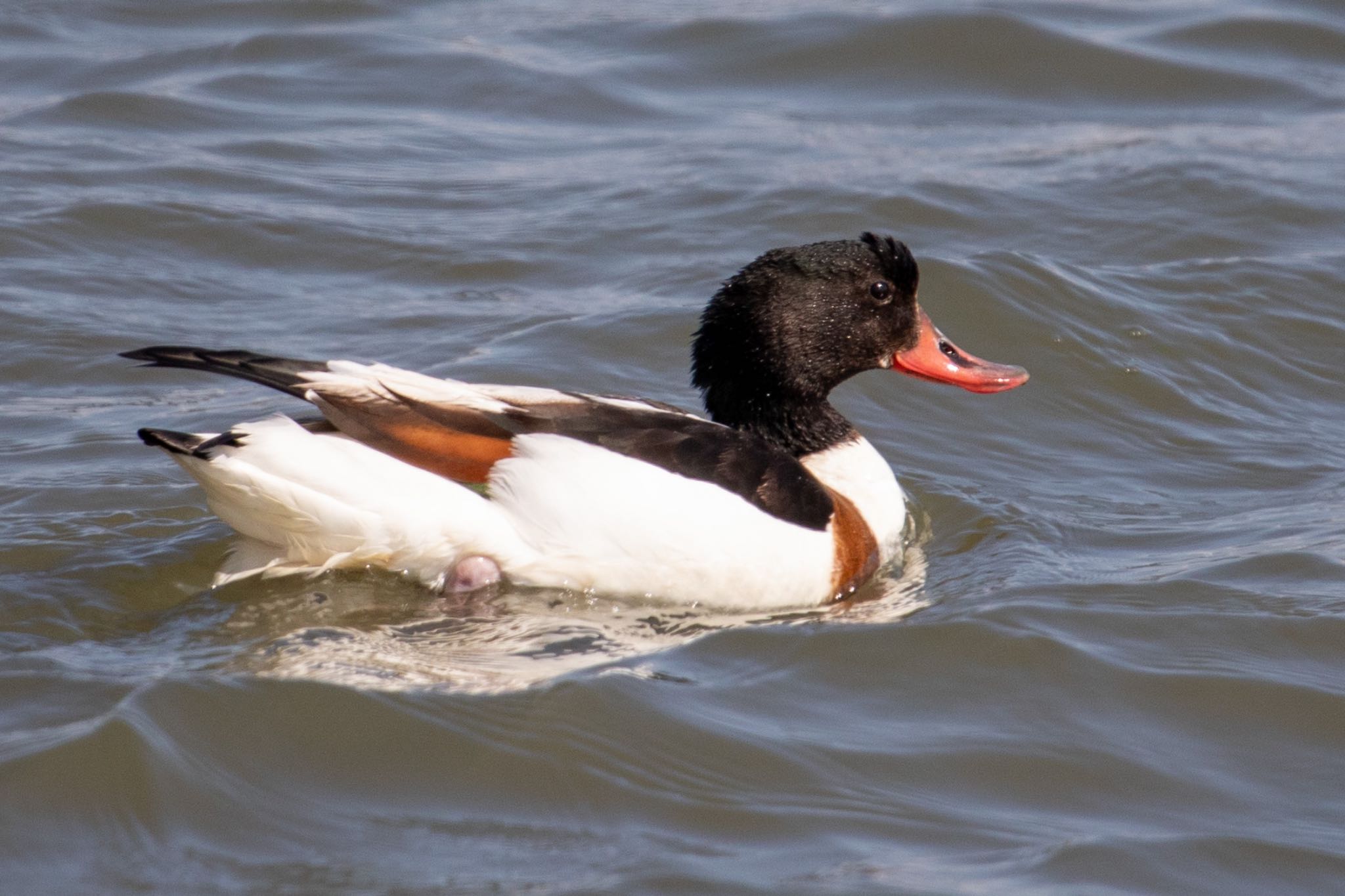 Photo of Common Shelduck at 佐賀 by アグリ