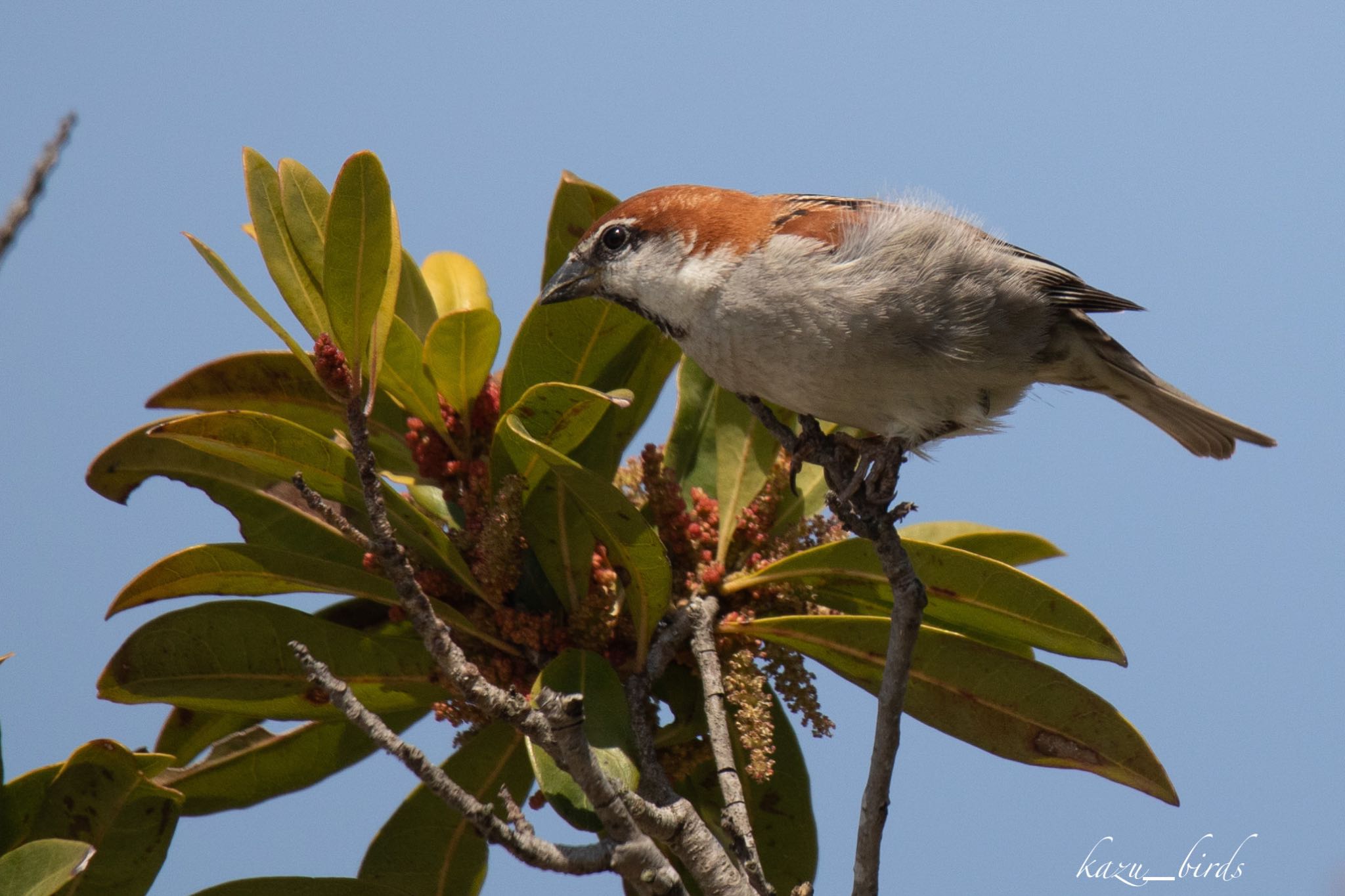 Photo of Russet Sparrow at 熊本 by アグリ