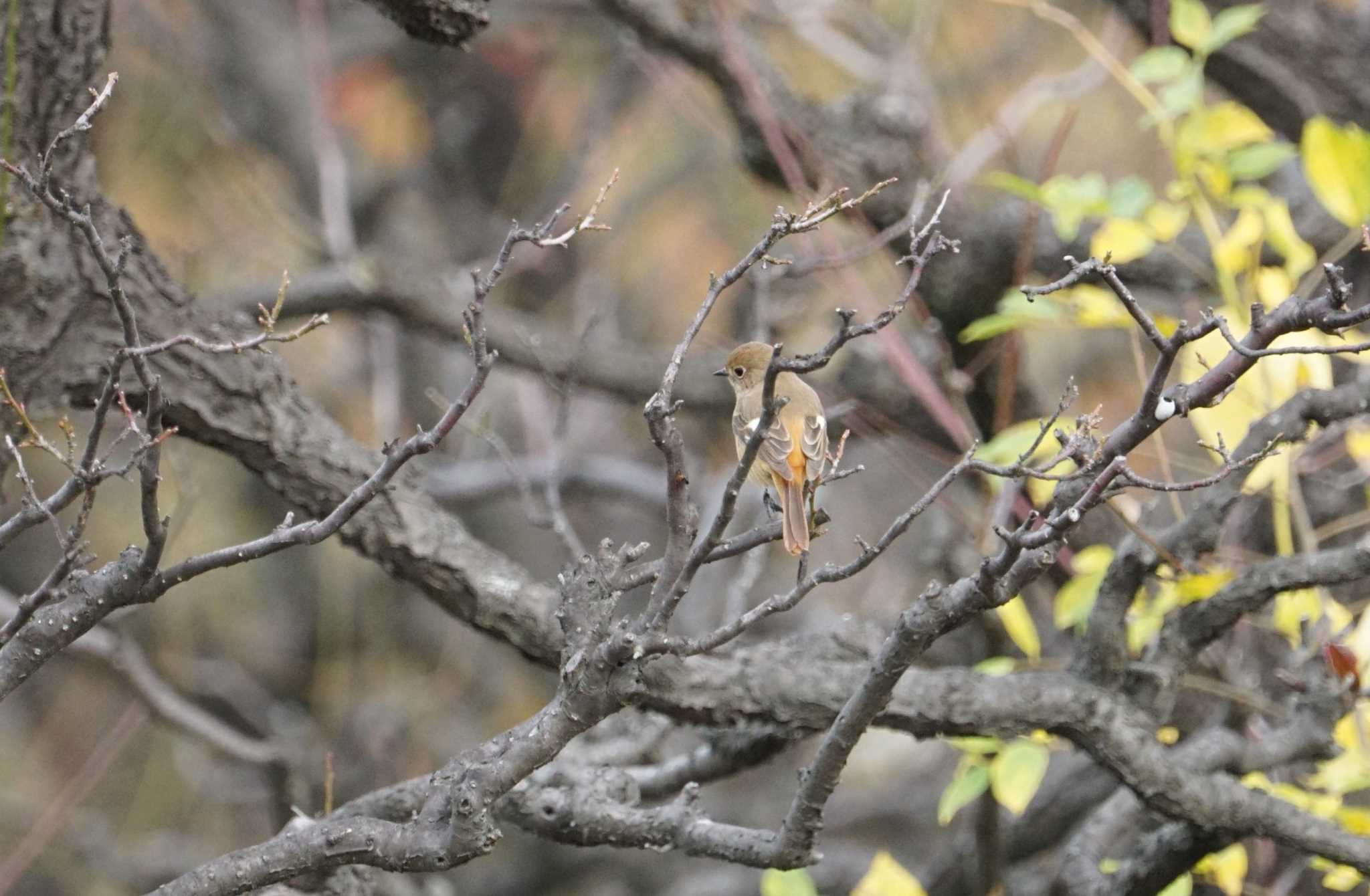 Daurian Redstart