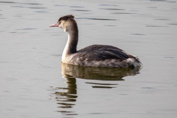 カンムリカイツブリ 福岡 2020年12月23日(水)