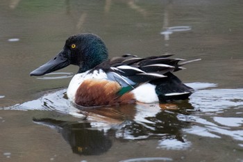 Northern Shoveler 熊本 Sun, 3/7/2021