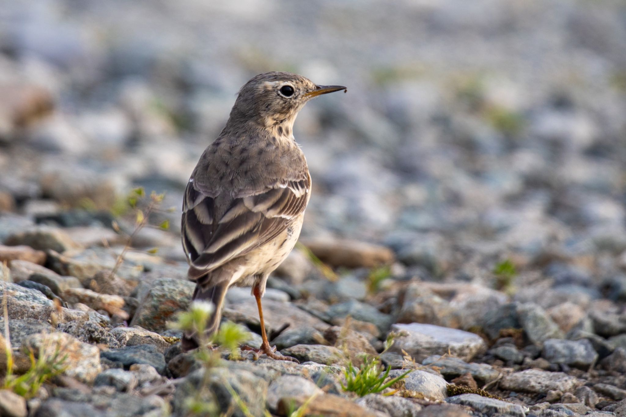 Photo of Water Pipit at 熊本 by アグリ