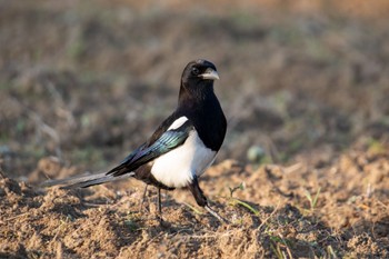 Eurasian Magpie 熊本 Fri, 3/26/2021