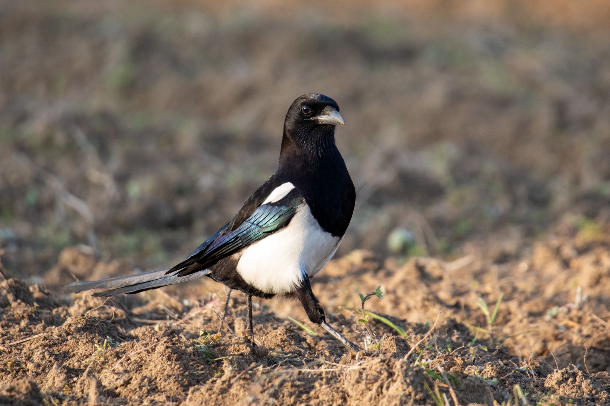 Photo of Eurasian Magpie at 熊本 by アグリ