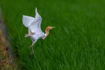 Eastern Cattle Egret 熊本 Fri, 6/11/2021