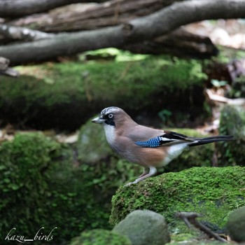 Eurasian Jay 宮崎 Thu, 5/6/2021