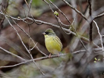 Masked Bunting 横浜市立金沢自然公園 Tue, 3/19/2024