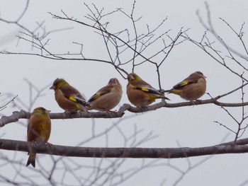 Grey-capped Greenfinch 横浜市立金沢自然公園 Tue, 3/19/2024