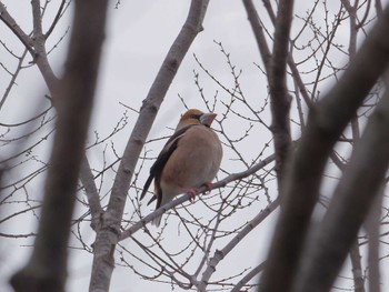 Hawfinch 横浜市立金沢自然公園 Tue, 3/19/2024