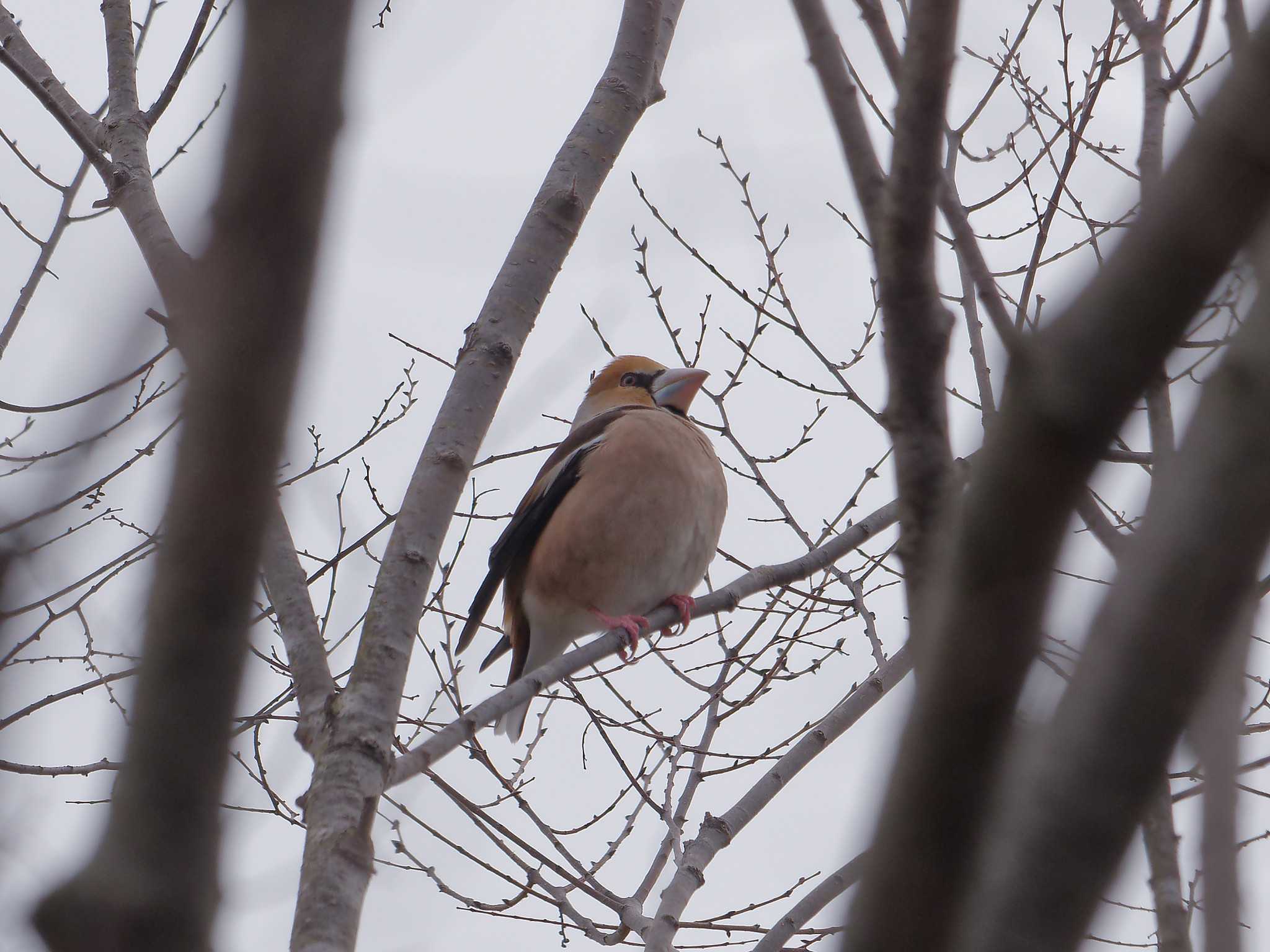 Photo of Hawfinch at 横浜市立金沢自然公園 by しおまつ