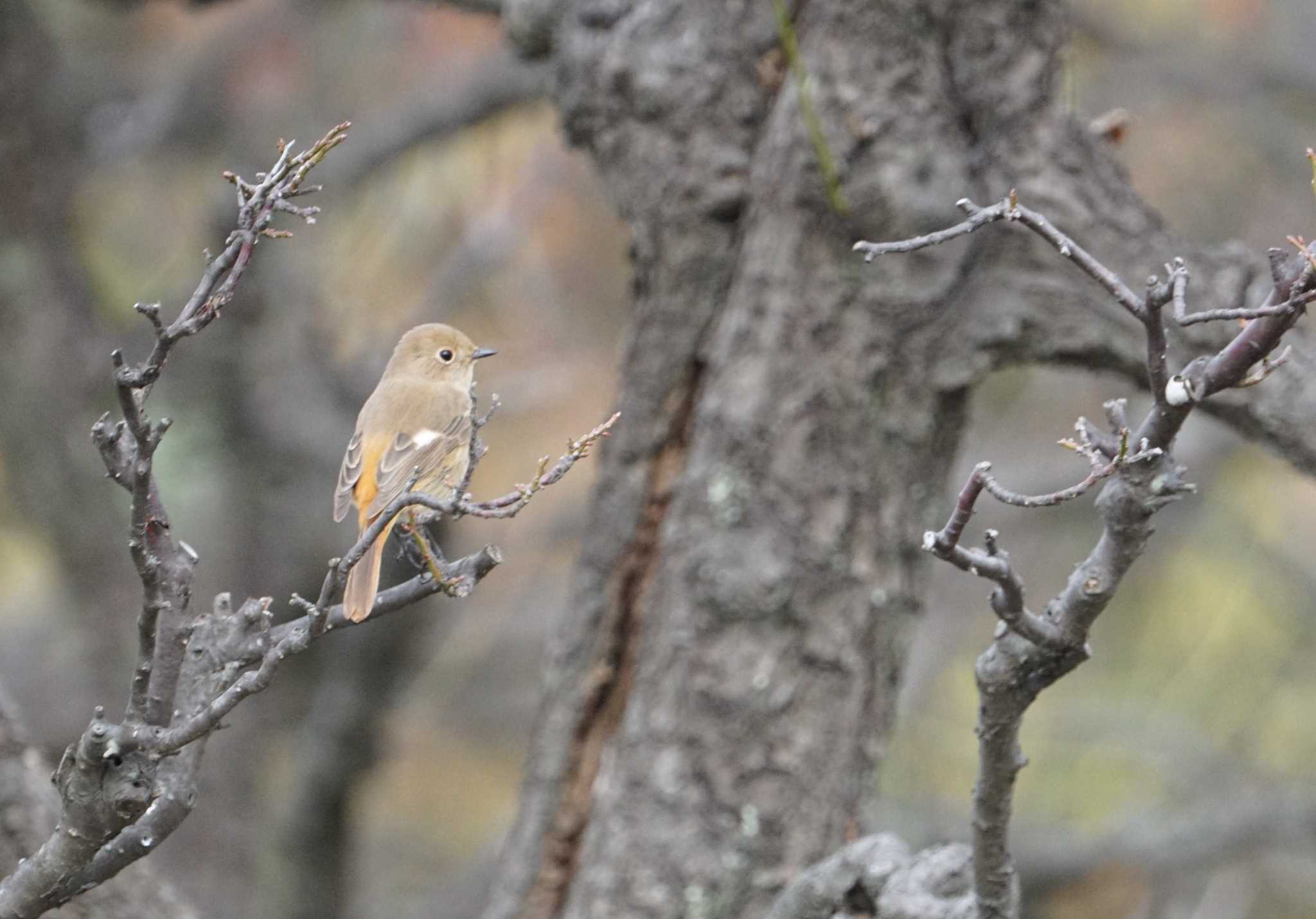 Daurian Redstart