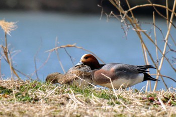 Eurasian Wigeon ふれあい松戸川 Sat, 3/16/2024