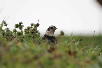 Dusky Thrush 山田池公園 Tue, 3/19/2024