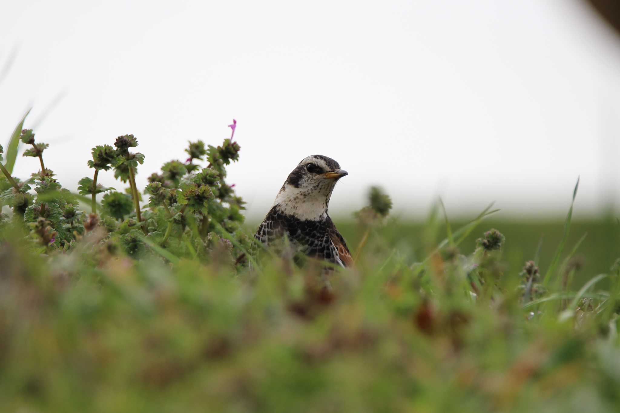 Photo of Dusky Thrush at 山田池公園 by Ryoji-ji