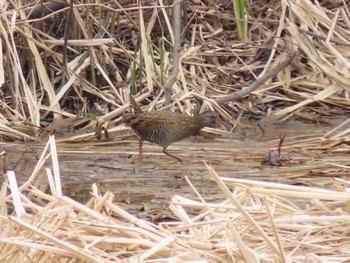 Brown-cheeked Rail 宮城県 Tue, 3/12/2024