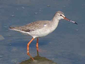 Spotted Redshank 東糸根遊水池 Sat, 3/16/2024